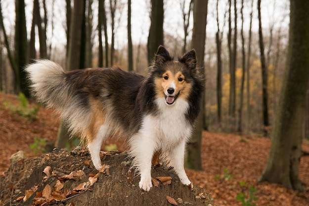 The Pros And Cons Of Neutering Your Dog Sheltie Planet