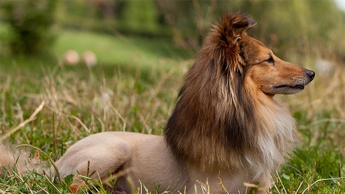 A Shaved Sheltie with a Lion Cut