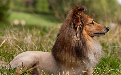 Should You Shave a Sheltie?