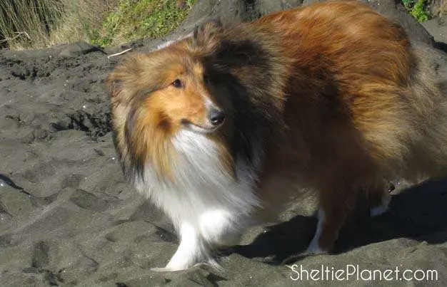 Shelties Can Be Shy Dogs