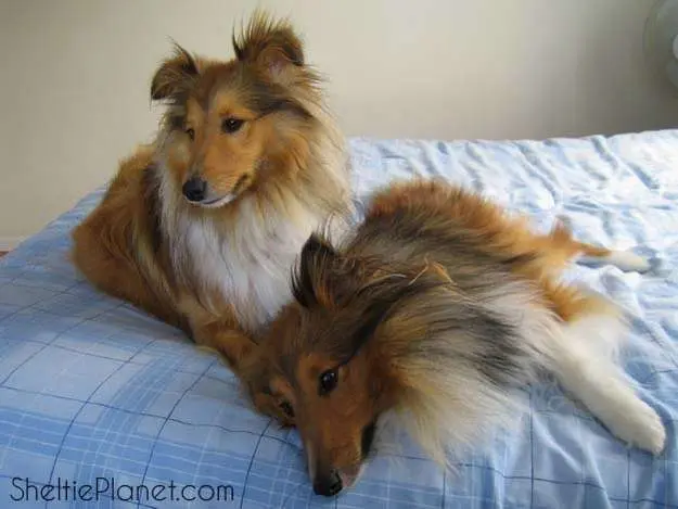Two funny Shelties laying on the bed