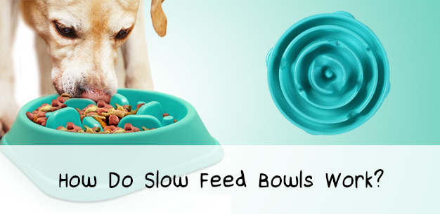 Slow Feed Dog Bowls | Sheltie Planet