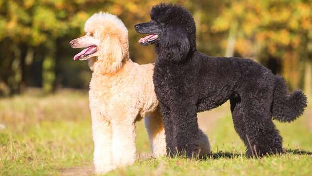 Poodle Poodle
