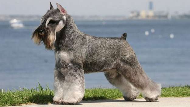 Standard Schnauzer Standard Schnauzer
