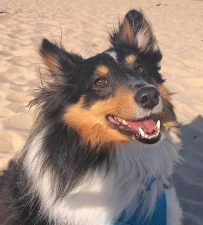 Tanner Sheltie Dog Tanner Sheltie Dog