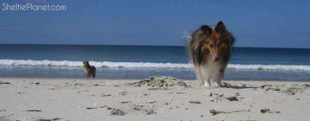 Shelties at The Beach Shelties at The Beach