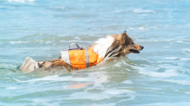 You can teach your Sheltie to swim with gradual water desensitization