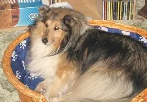 Tessie The Sheltie in Her Bed