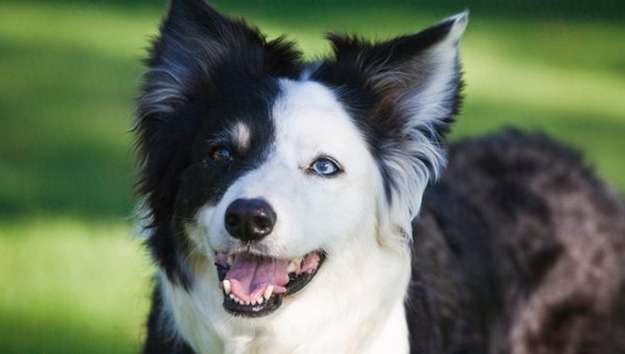 Border Collie Border Collie