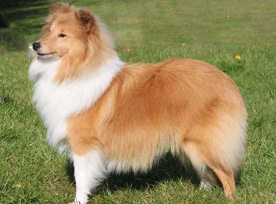 blonde sheltie