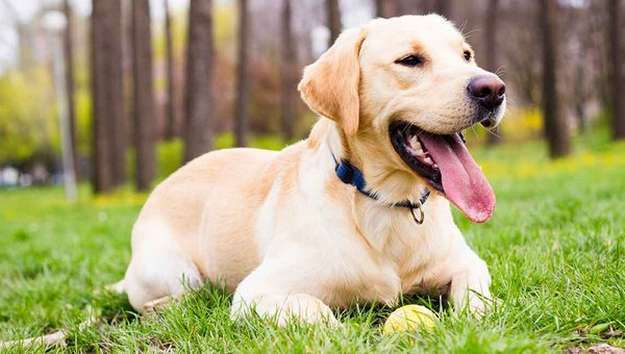 Labrador Retriever Labrador Retriever