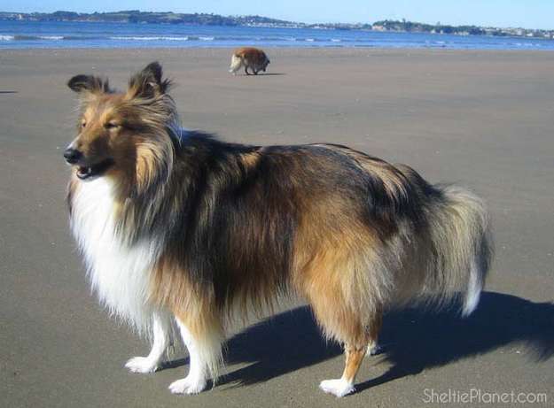 about shelties