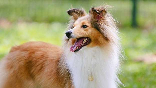Shetland Sheepdog Shetland Sheepdog