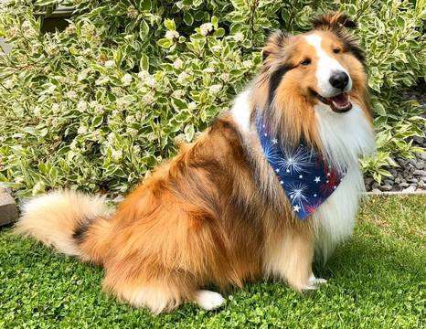 A Sheltie Named Toby A Sheltie Named Toby