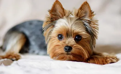 10 Most Popular Dog Breeds List