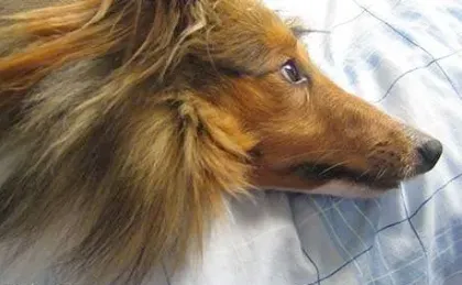 Separation Anxiety in Shelties