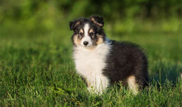 8 week old sheltie