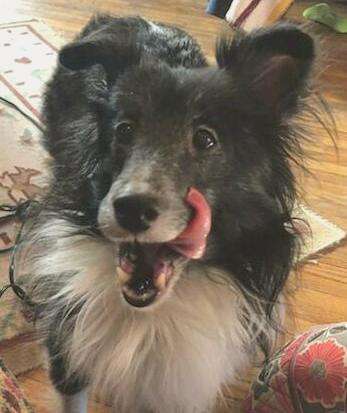A Sheltie Named Trixie A Sheltie Named Trixie