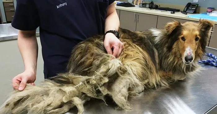 A stray ungroomed Collie rescued by Trio Animal Foundation