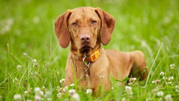Vizsla Vizsla