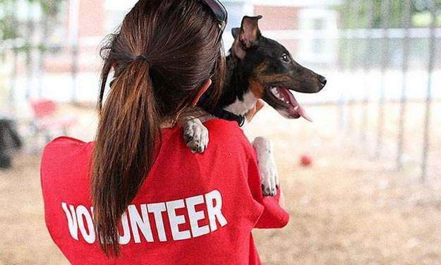 Volunteer at Animals Shelters Volunteer at Animals Shelters