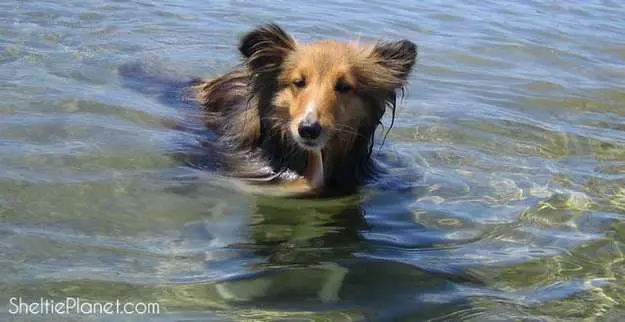Swimming is great exercise for Shelties, but you need to desensitize him to water first