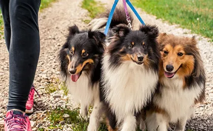 The Best Sheltie Leashes