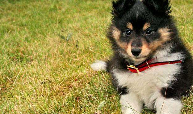 buy sheltie puppy