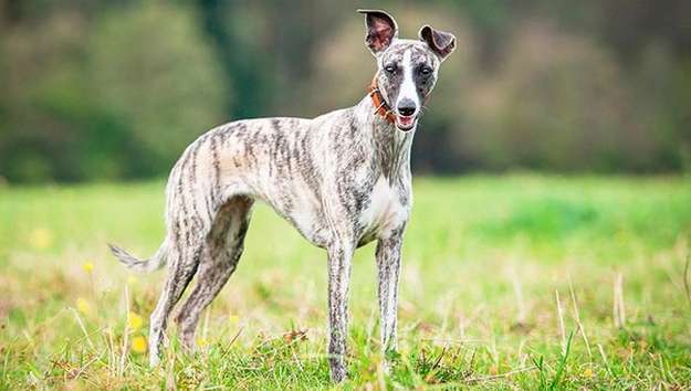 Whippet Whippet