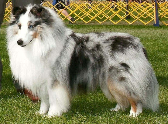 harlequin sheltie