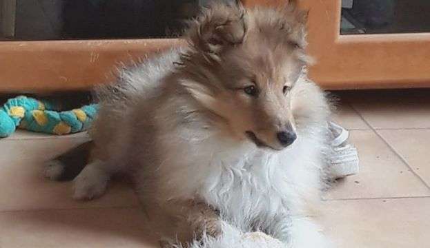Willow The Sheltie Willow The Sheltie
