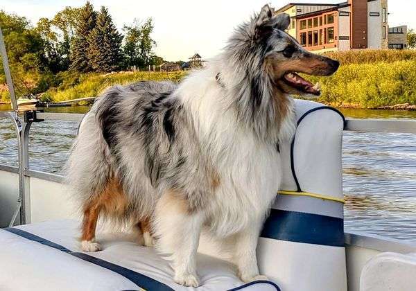 Zuko The Blue Merle Sheltie Zuko The Blue Merle Sheltie